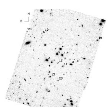 This is a Near-infrared HST imaging which reveals a large number of faint galaxies around the central luminous galaxies clustering around GDDS-12-5869